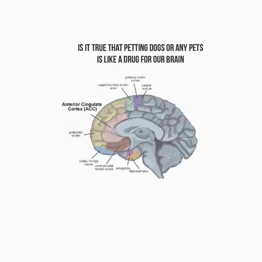 is it true that petting dogs or any petsis like a drug for our brain